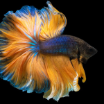Guide to Betta Fish