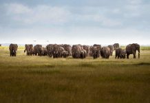 The Best Places to See the Big 5 The Best Places to See the Big 5