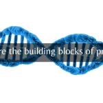what are the building blocks of proteins