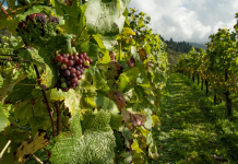 The Perfect Weekend Getaway: Wine Tours in Mudgee, Australia